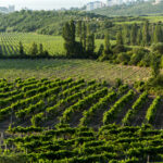 agricultural fields agricultural fields rows of crops