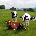 animal feed chitosan application cows on farm grass