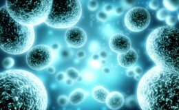 chitosan nanoparticles in cells