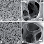 chitosan 3D scaffolds chitosan 3d tissue regeneration scaffolds