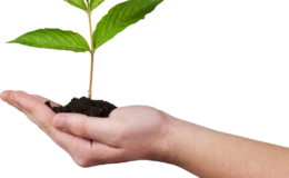 plant in hand with soil