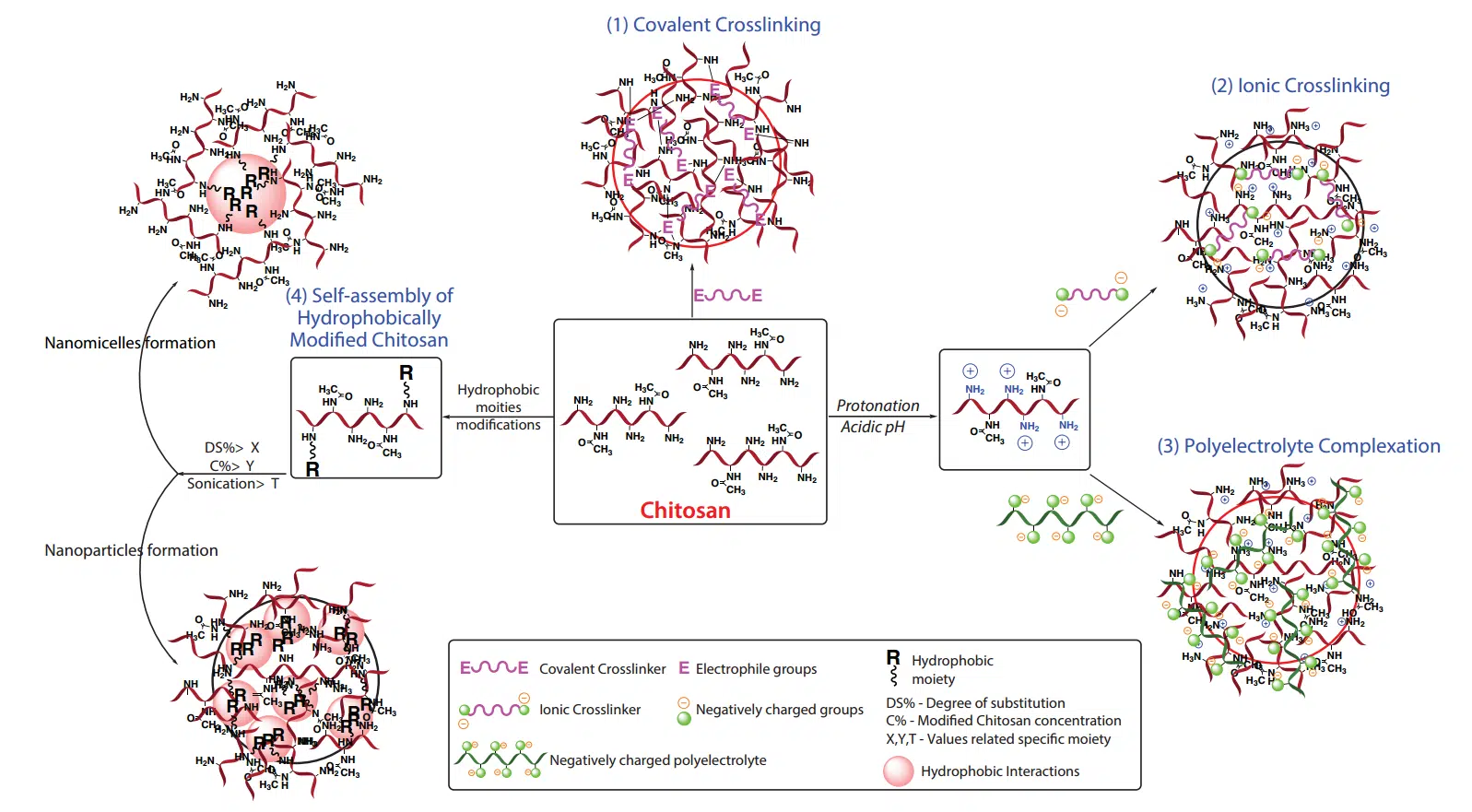 Highly informative diagram showing chitosan's molecular assembly, modifications, and interactions for biodegradation.