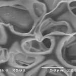porous chitosan scaffold at high magnification Porous chitosan scaffold at high magnification