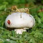Close-up of mushroom with grasshopper on top and ladybug on side, surrounded by green grass in natural setting.