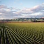 Wide view of lush crop fields and distant mountains with blue sky backdrop.