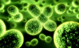 microbes and pathogens