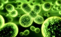 High-resolution close-up of green bacteria, detailed view of microorganisms for microbiology and health research.