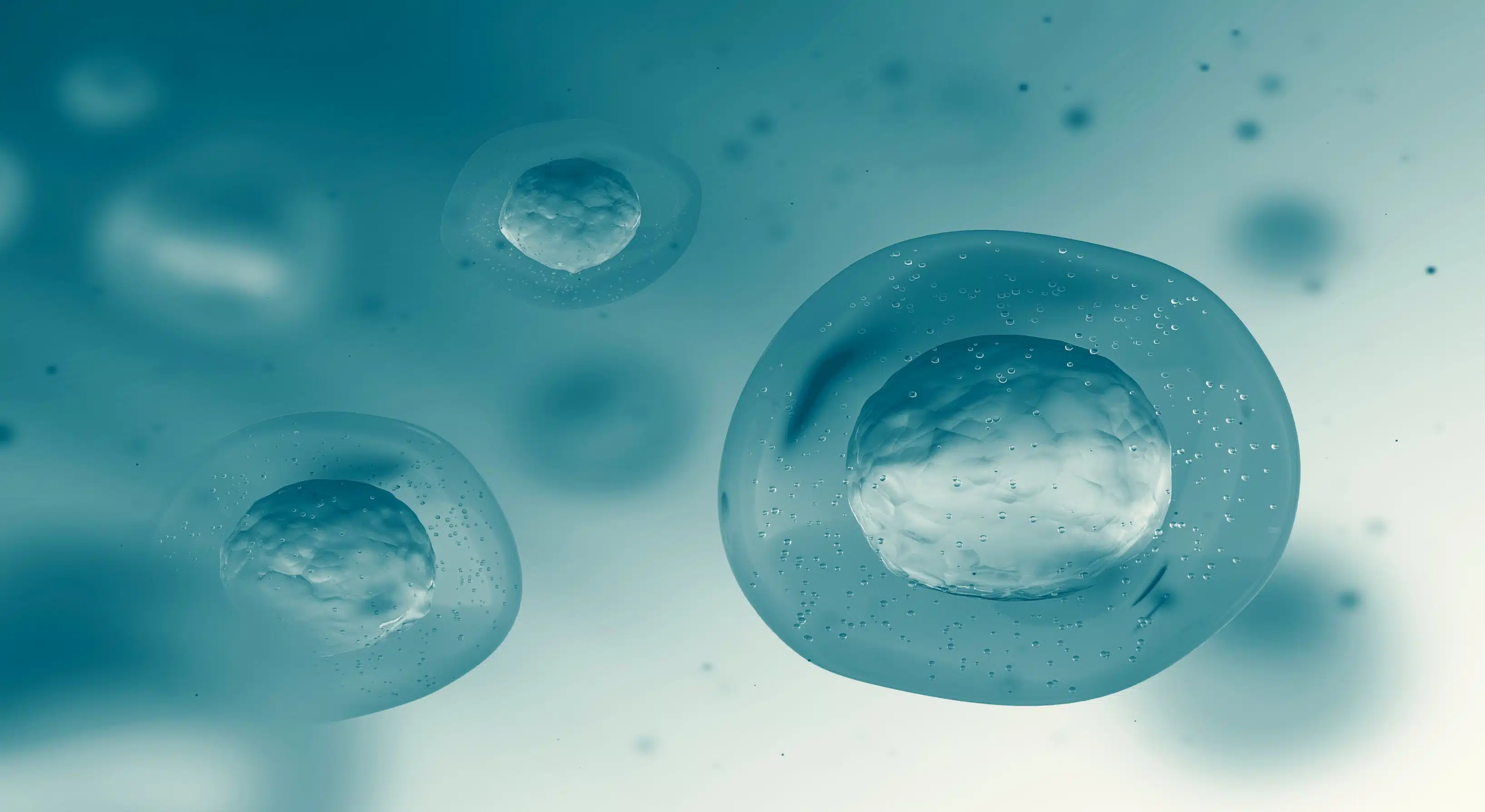 Microscopic view of cells showcasing cellular detail and structure.