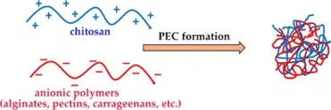Highly effective chitosan enzyme for breaking down chitin in waste management.